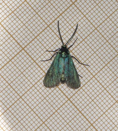 Jordanita sp.